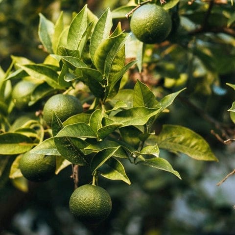 Village Candle Wild Lime 190g